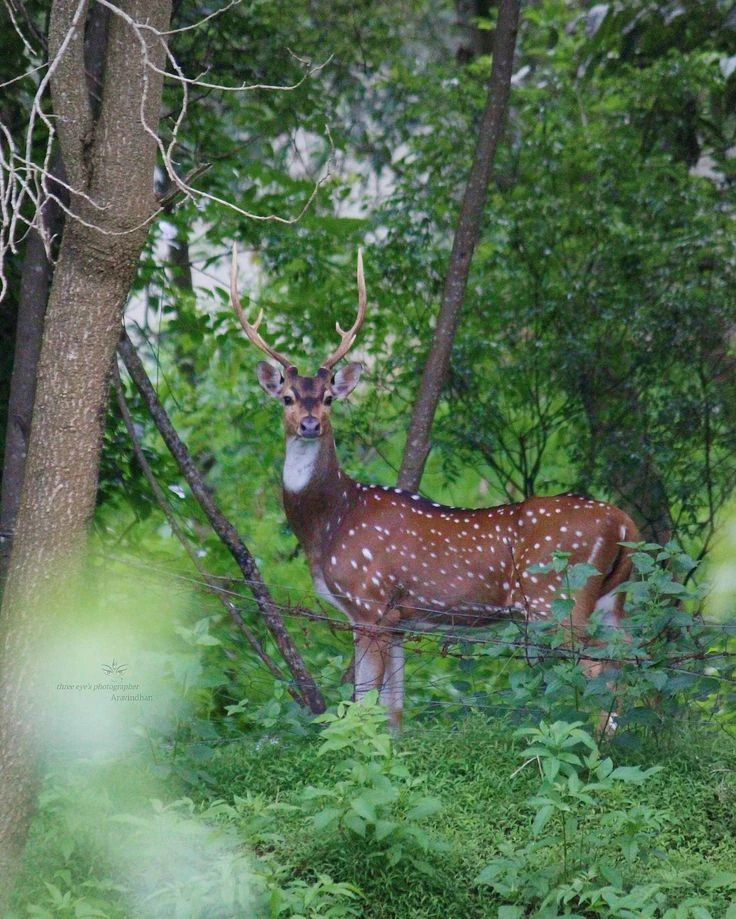 Chital Spotted deer_