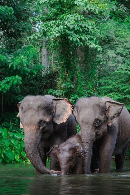 best tours in Sri Lanka